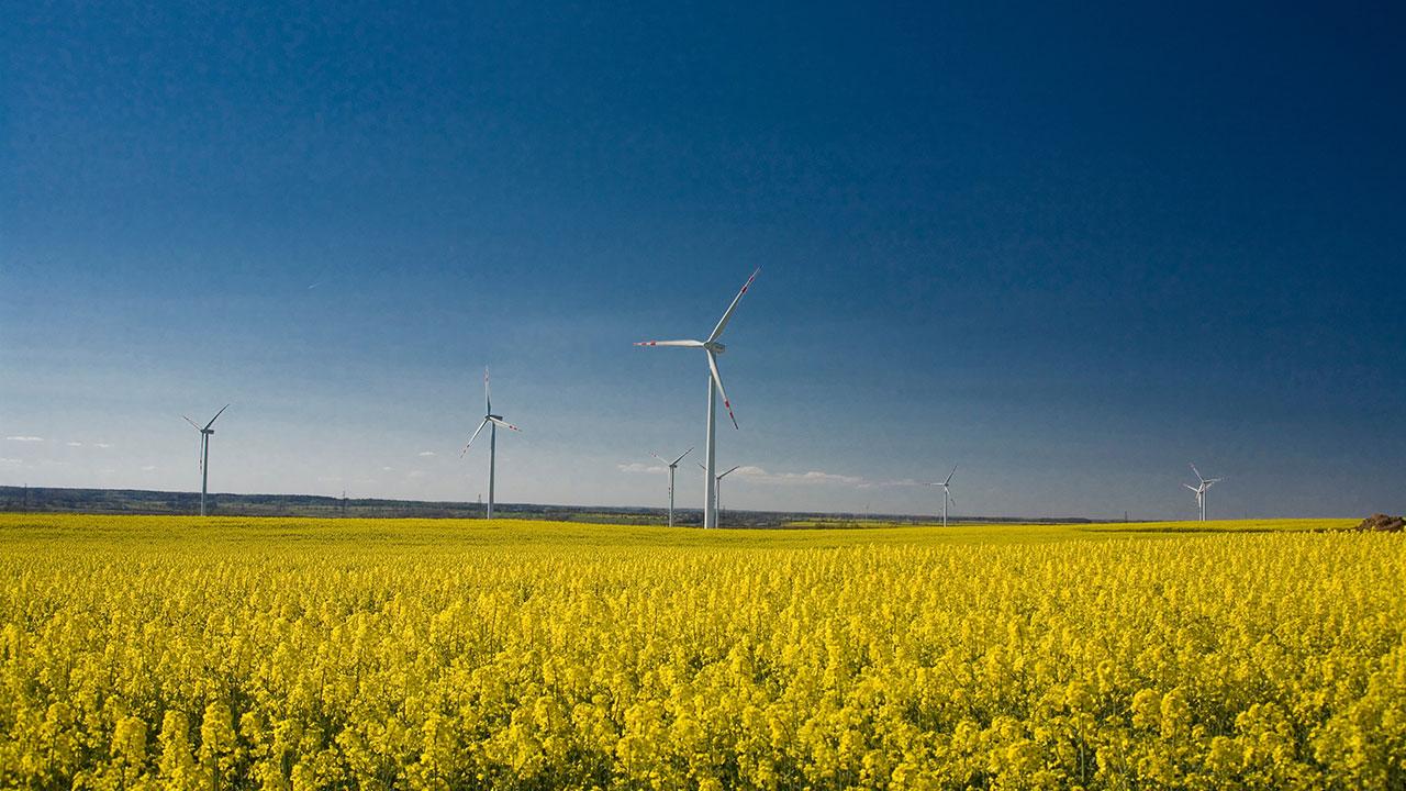 A field of yellow flowers with wind turbines in the background